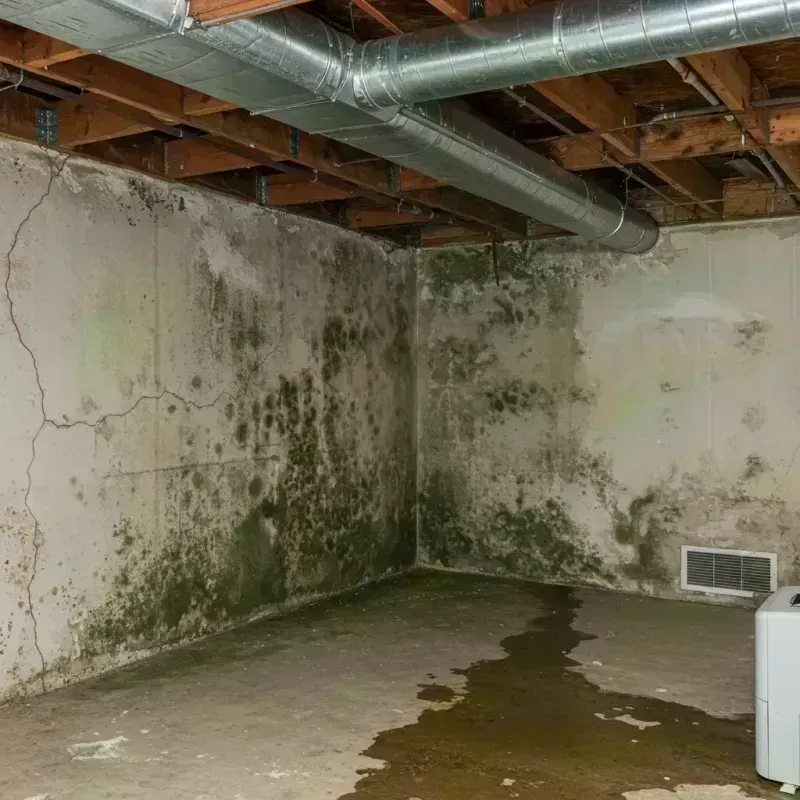 Professional Mold Removal in Berino, NM